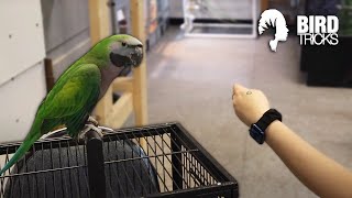 Taming and Training Derbyan Parakeets (THEY'RE SO SMART!)