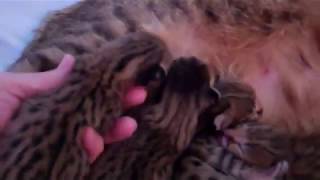 F1 Savannah Kittens (5 Days Old) by TecSpot 261 views 6 years ago 1 minute, 23 seconds