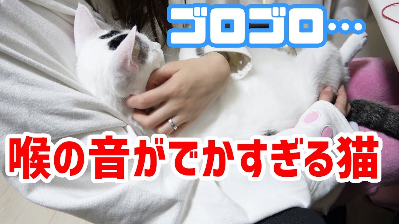 ゴロゴロ音がデカすぎる甘えん坊な猫 Youtube