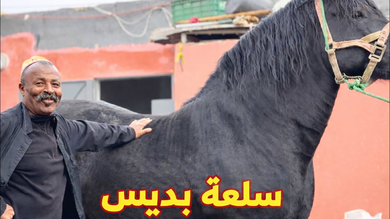 بادريس طلع ليه دم 😠 انشوفو جدوعة لي زيدين عندو في اسطبل 🥇💯 