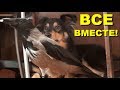 Все вместе! (ворона, голуби, собаки и коты)