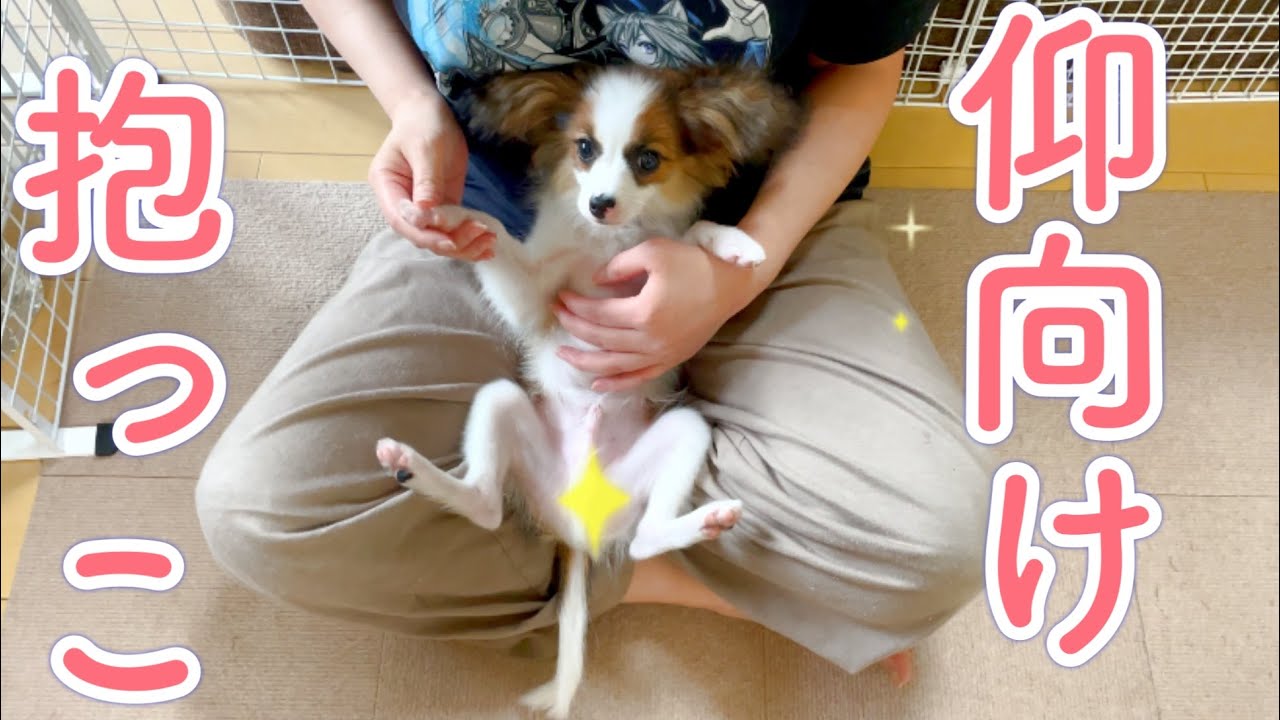しつけ 仰向けで抱っこする方法 Youtube