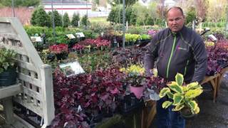 Heuchera, Hosta, Hellebore