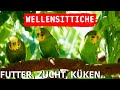 Wellensittiche Tipps - Wellensittiche Futter, Zucht & Küken - Wellensittiche halten, Welli Aufnahmen