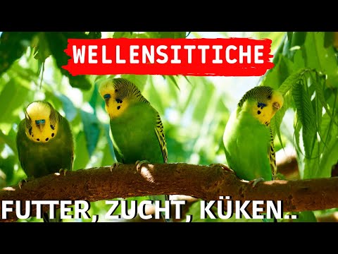 Video: Warum verliert meine Katze Haare in einem Patch?