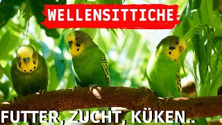 Wellensittiche Tipps  Wellensittiche Futter, Zucht & Küken  Wellensittiche halten, Welli Aufnahmen