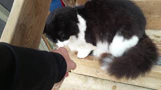 RAPS cat sanctuary tour Oct 2018(2)