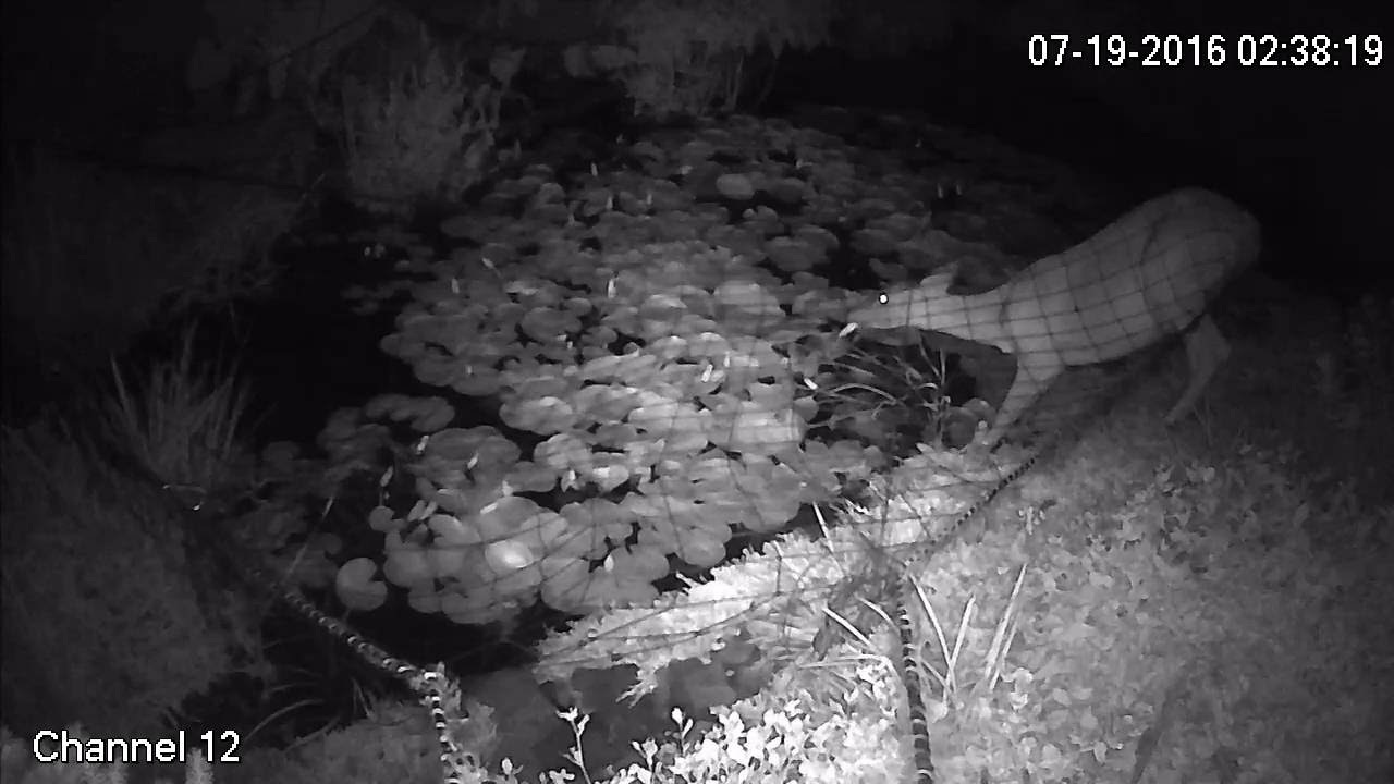 deer eating lilies - YouTube