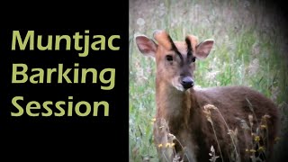 Muntjac Barking Session