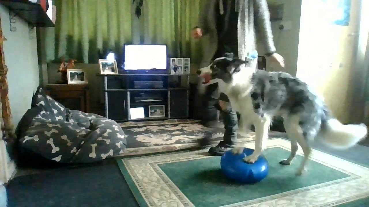 Teach Your Dog Rear End Awareness, YouTube