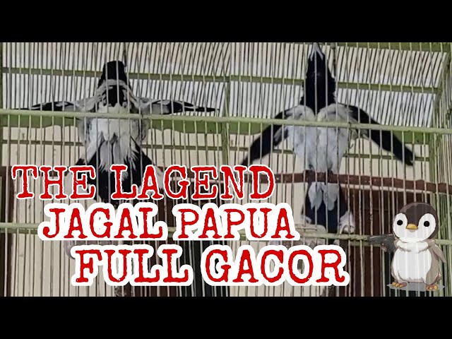 BURUNG JAGAL PAPUA GACOR, NGEBAS ||| THE BEST BIRD SONG class=