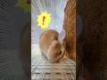 3回目で成功したゴロン🐰Successful flop on the 3rd try!
