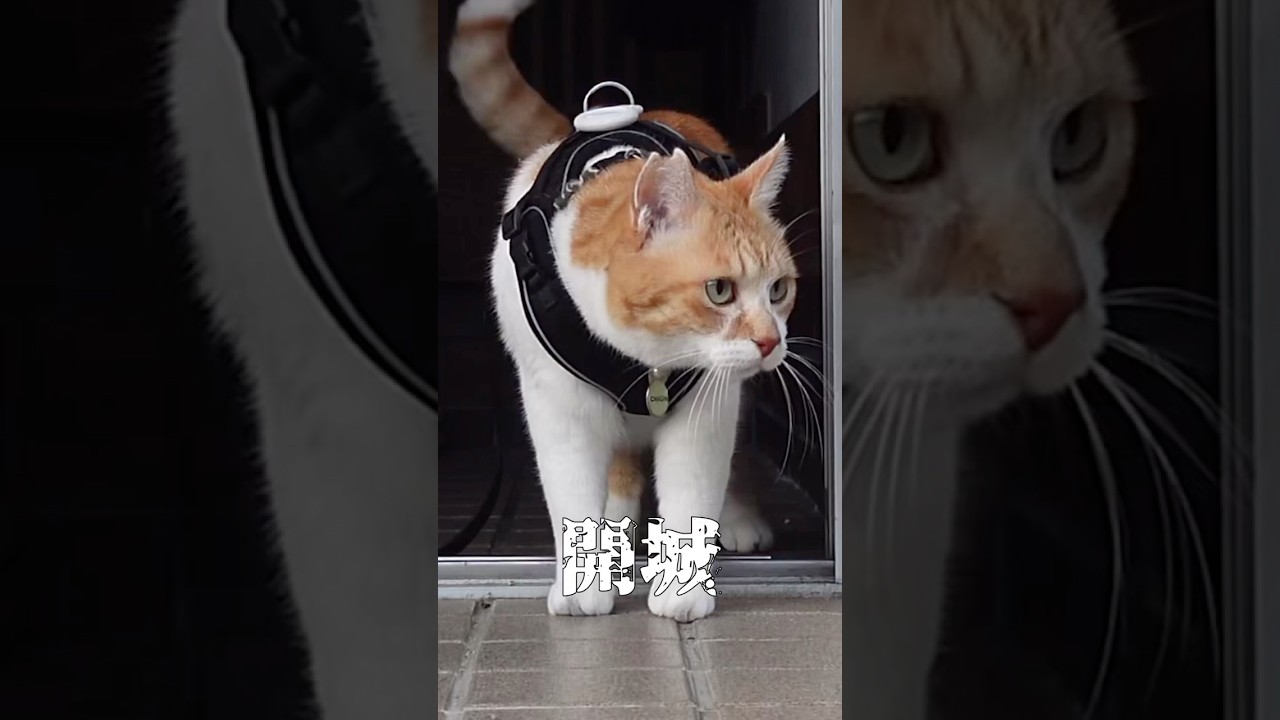 元ボス野良が大型犬に会ったときのリアルな反応がこちら