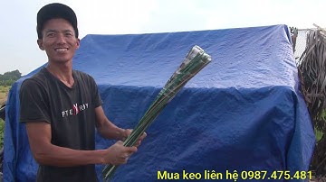 Bẫy vạc di cư bằng keo? Loại keo tốt nhất việt nam