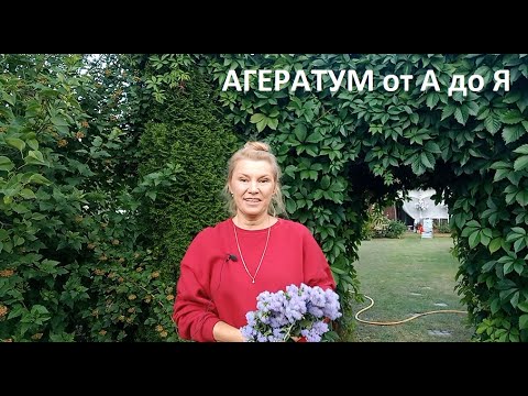 Video: Агератум заводунун көйгөйлөрү: Агератумдагы жалпы көйгөйлөрдү чечүү