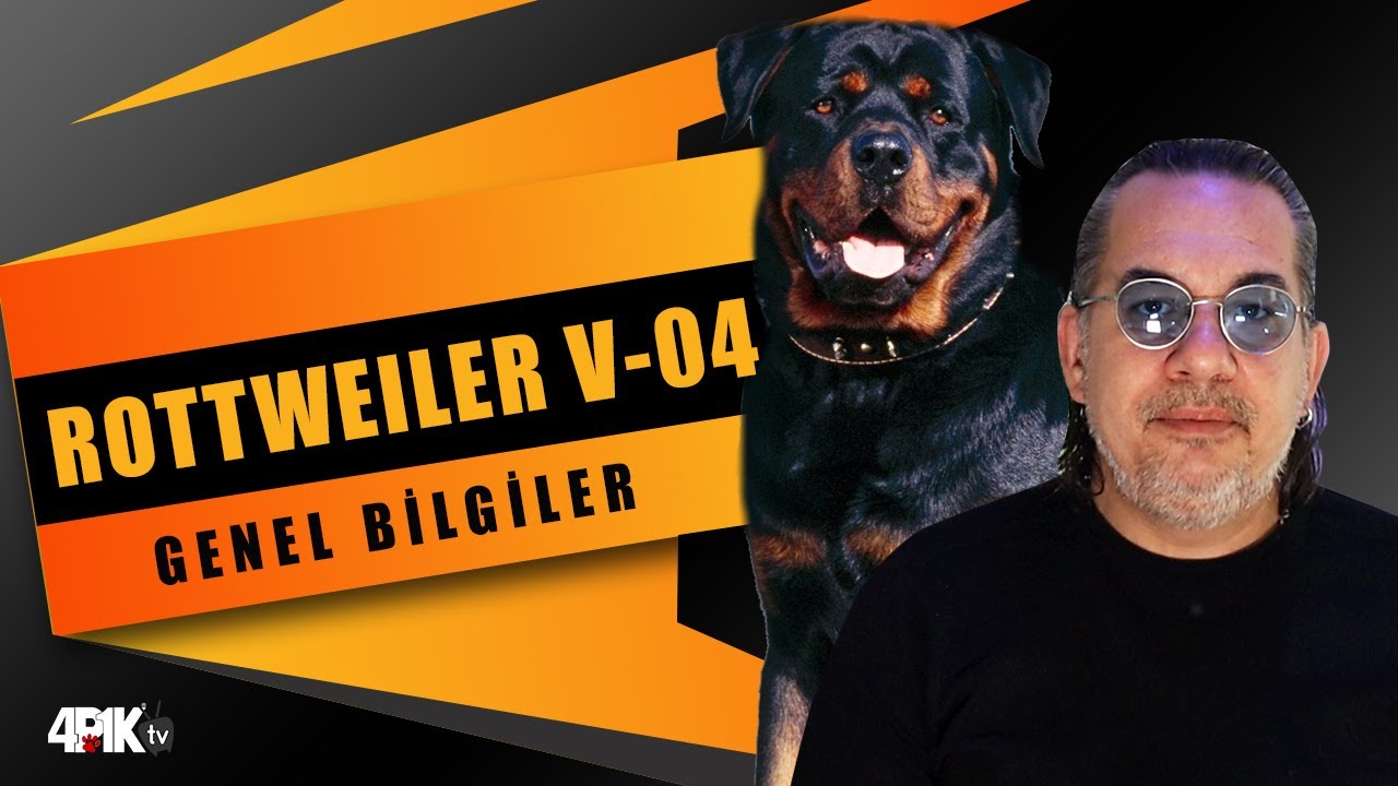 Rottweiler ile yaşamak V-04