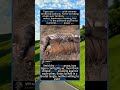 Two Tigers Lock in Deadly Grapple🐯: The Territorial Power Struggle of Apex Predators#NatureScience