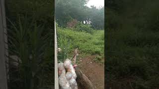 Download Lagu prinjak tarung di alam liar MP3