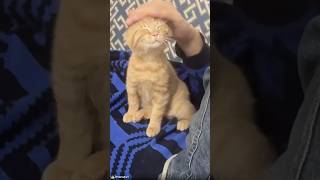 Best Cat's Face Expressions