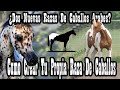 Arabe-Appaloosa y Arabe-Pinto (Como se crea una raza)🐴-Del Cerro Soy