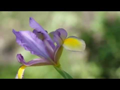 Video: Iris Bianche (35 Foto): Varietà Di Fiori Con Macchie Viola, Blu E Blu, Lilla