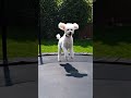 dog having fun#trampoline#fynnymoment#old