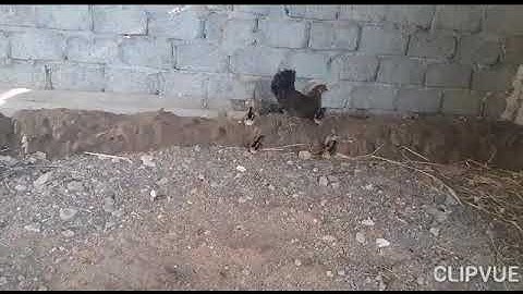 Gà rừng con mới xuống ổ