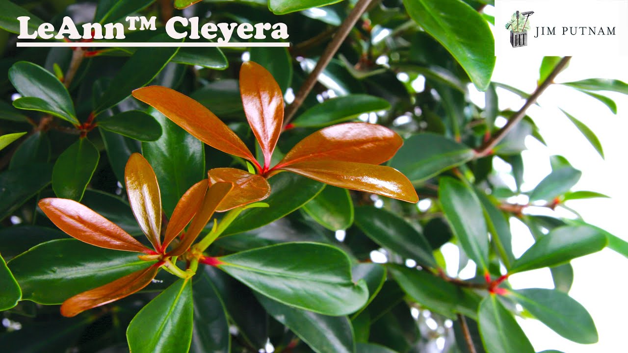 Planted 5 LeAnn Cleyera Low Maintenance Evergreen YouTube