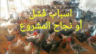 اسباب فشل المشروع asbab fachal al machrou3 الدجاج خليط السلالات الفيومي