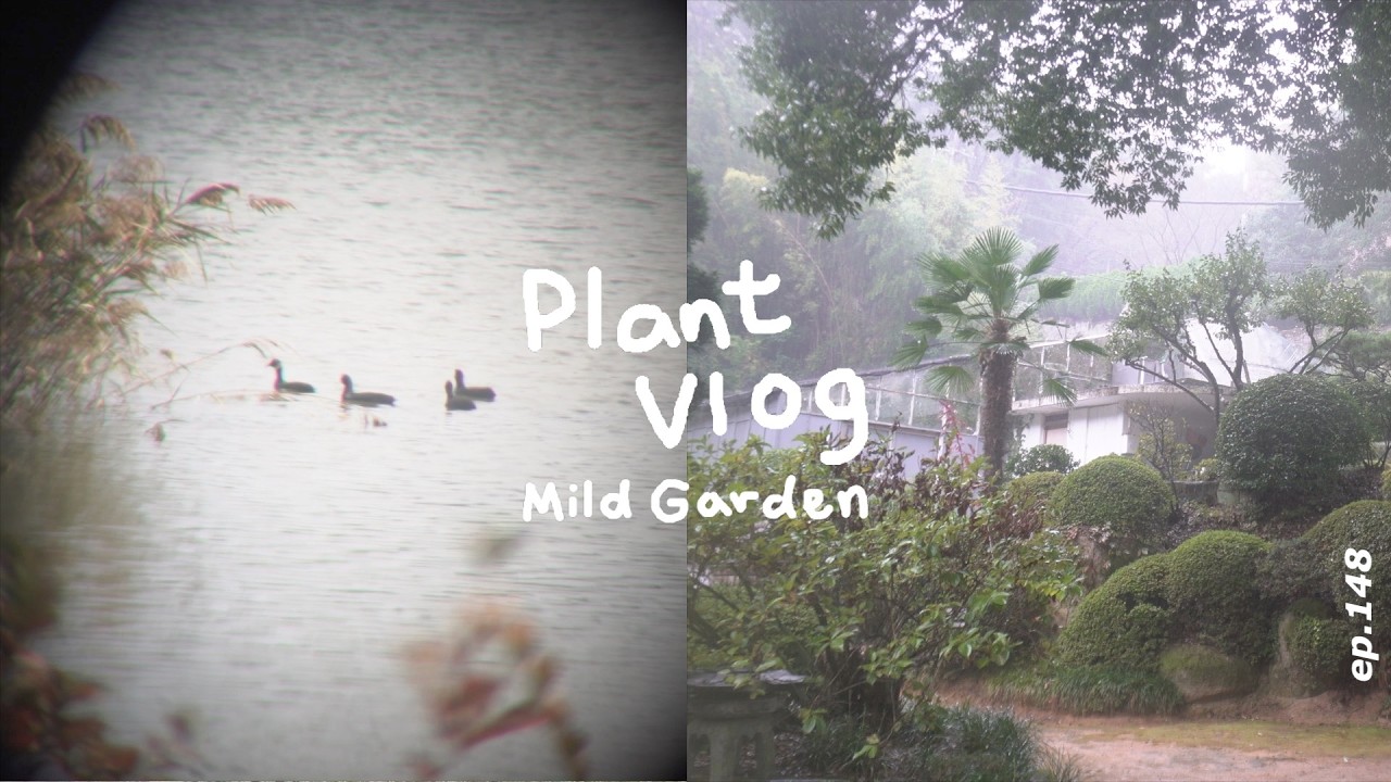 [Plant Vlog]부산식물탐방 🌊 금강식물원 우중산책 🦋 을숙도 생태공원의 식물과 철새🐦 ep148