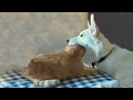 Dog Caught Eating a Cat