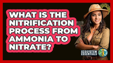 What Is the Nitrification Process from Ammonia to Nitrate?