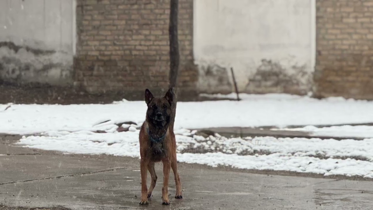 My dog Dexter in winters mix