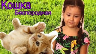 КОШКА БЕСПОРОДНАЯ!КЛИП/ ПЕСНИ ДЛЯ ДЕТЕЙ/ КОРМИМ КОШЕК/MONGREL|CLIP| SONGS FOR CHILDREN|WE FEED CATS КОШКА БЕСПОРОДНАЯ!КЛИП/ ПЕСНИ ДЛЯ ДЕТЕЙ/ КОРМИМ КОШЕК/MONGREL|CLIP| SONGS FOR CHILDREN|WE FEED CATS