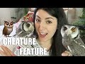 White Faced Scops Owl | Transforming Owl | Creature Feature