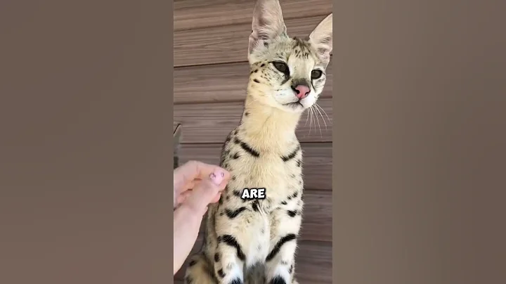 Video 6889361: siamese animals pets