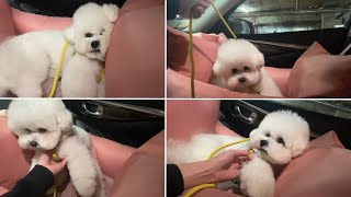 Dog Refuses To Get Out Of The Car [ENG/KRN]