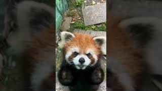 A red panda sings a hit. #redpanda #cute
