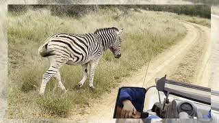 Rhulani Minute Safari - Walking With The Zebra