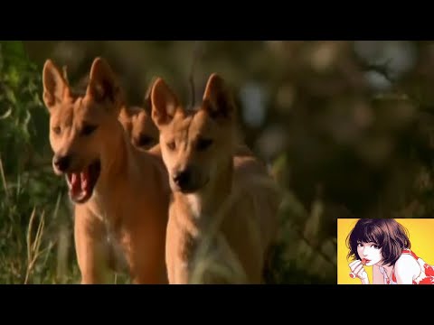 Vídeo: Turista Alemão Atacado Por Dingo Australiano