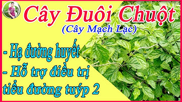 Cây Đuôi chuột (cây mạch lạc) Hạ đường huyết, Hỗ trợ điều trị tiểu đường tuýp2|LAS TV