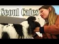 Strange and Interesting Animal Cafes in Seoul, Korea Compilation