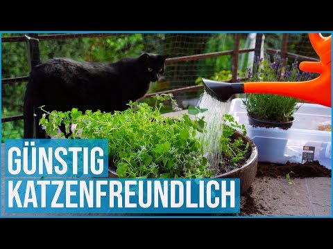 Video: Katzenfreundliche Pflanzen für Gärten – So gest alten Sie sichere Gärten für Katzen