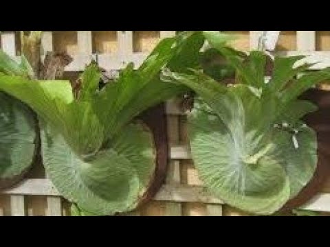 Video: Onoklea - Drevna Paprat