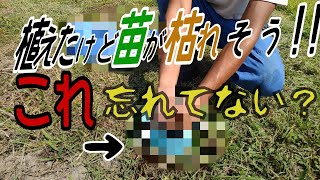 【家庭菜園】苗の植え方（定植）枯れる原因はこれだ！【基本】