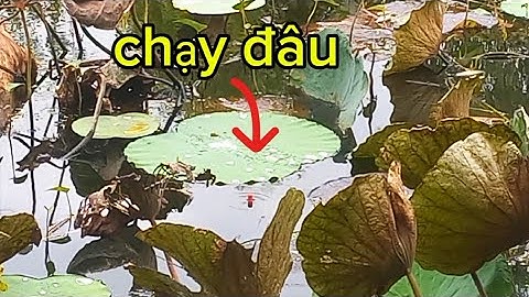 CÂU CÁ RÔ ĐỒNG,HÀNH TRÌNH SĂN CÁ TRÊ VÀNG Ở THÁP MƯỜI,TRƯỜNG XUÂN.Trung Miền Tây.292