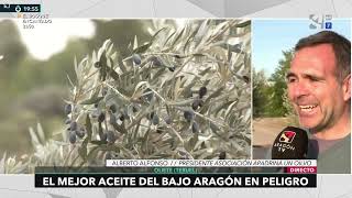 La sequía y sus problemas para el Olivo - Aragón TV