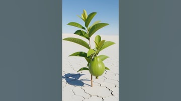 Lady Soldier saved the guava tree from drying up by watering it 😭 #ai​ #plants​ #save​ #watering​