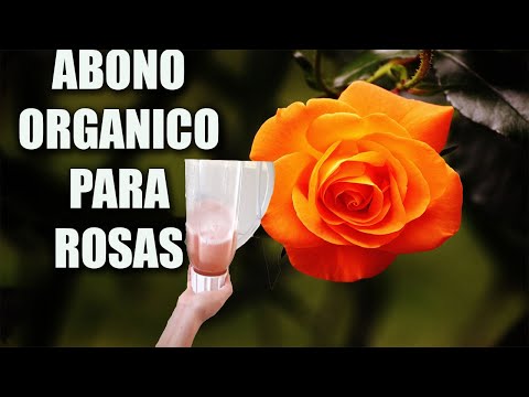 Video: ¿La potasa es buena para las rosas?