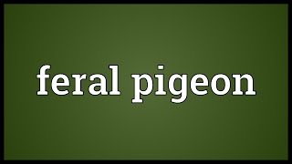 Feral pigeon Meaning